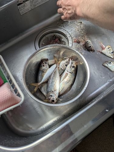 アジの釣果