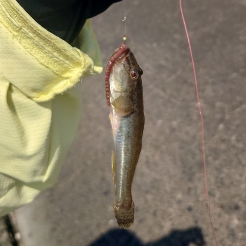 マハゼの釣果