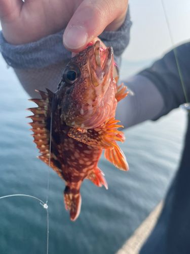 アラカブの釣果