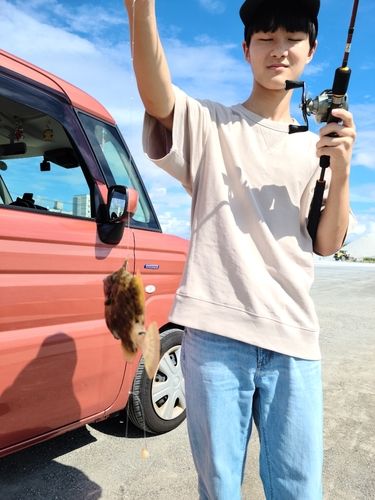 カワハギの釣果