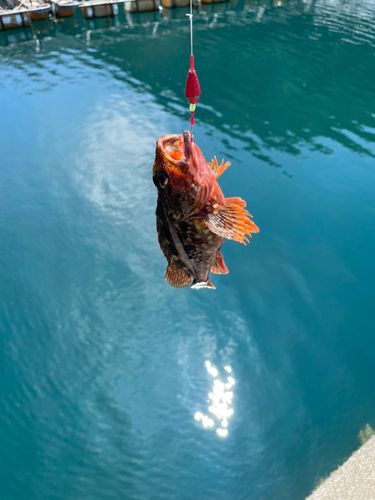 カサゴの釣果