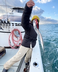 タチウオの釣果