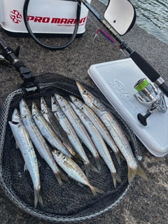 アカカマスの釣果
