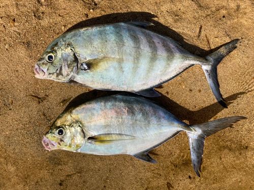 クロヒラアジの釣果
