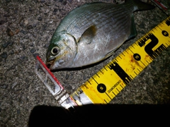 イスズミの釣果