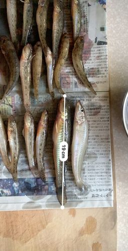 ハゼの釣果