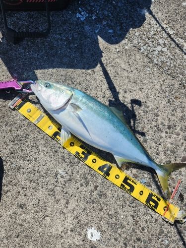 ブリの釣果
