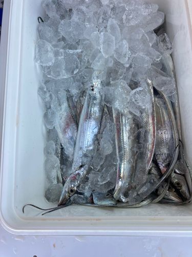 タチウオの釣果