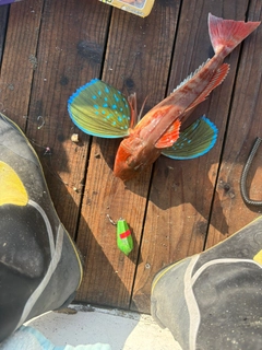 ホウボウの釣果