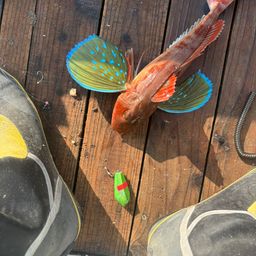ホウボウ