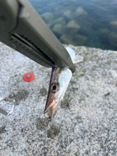 カマスの釣果