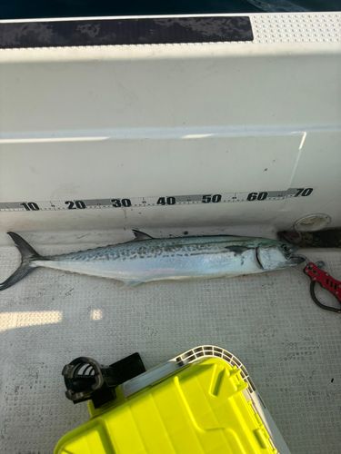 サゴシの釣果