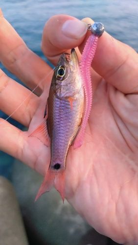 ネンブツダイの釣果