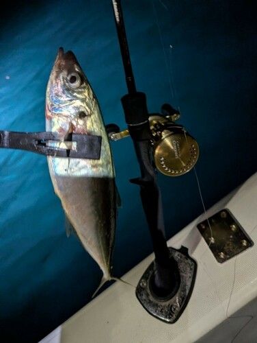 マルアジの釣果