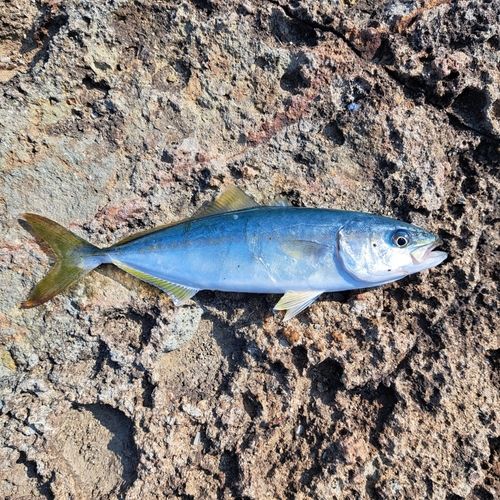 ワカシの釣果