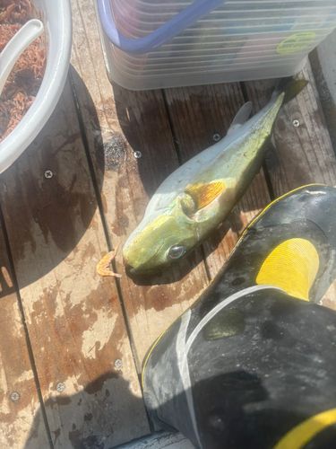 シロサバフグの釣果