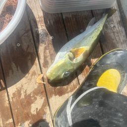 シロサバフグ