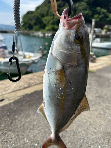 ネリゴの釣果