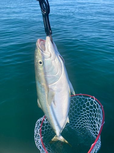 ブリの釣果