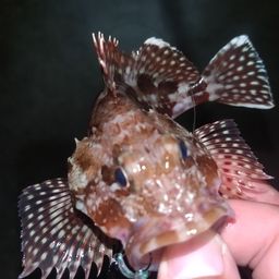 カサゴ