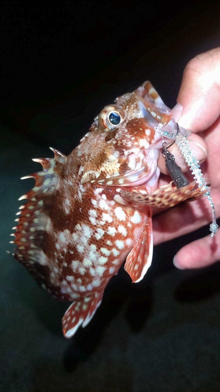 カサゴ