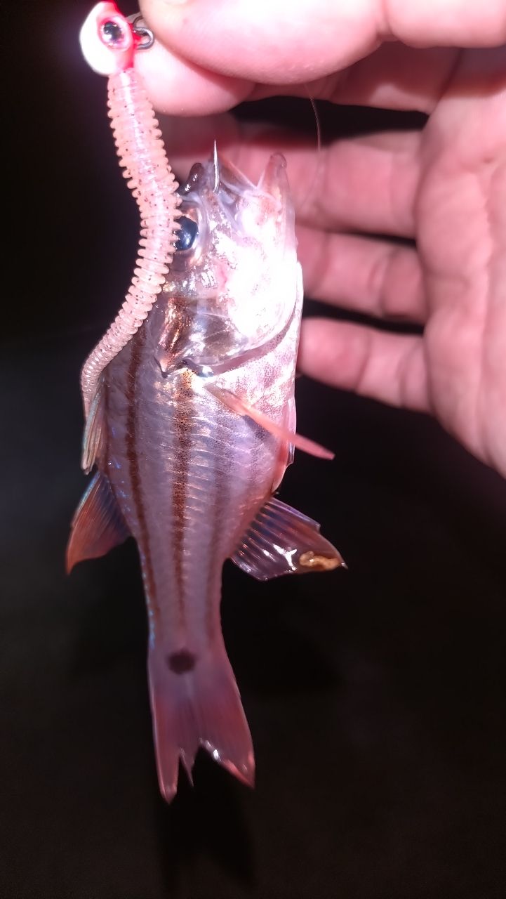 カサゴ