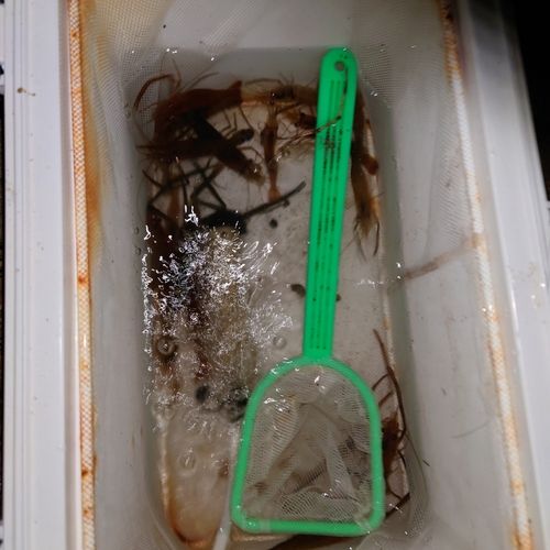 テナガエビの釣果