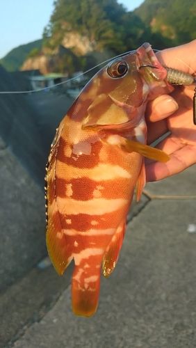 アカハタの釣果