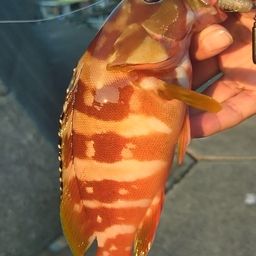 アカハタ