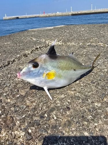 ギマの釣果