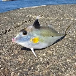ギマ