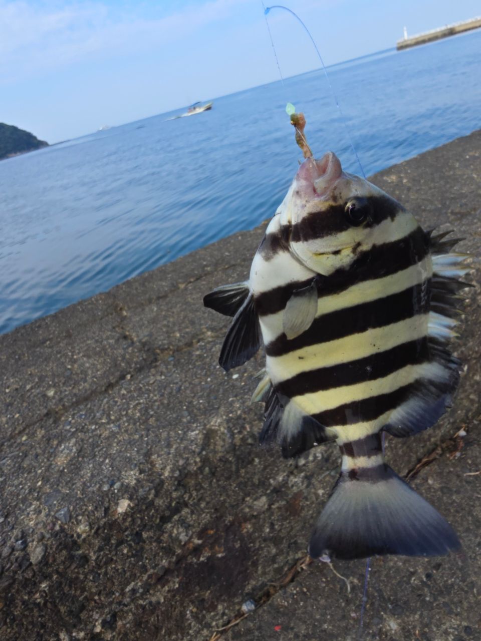 ギマ