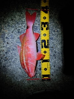 ホウライヒメジの釣果
