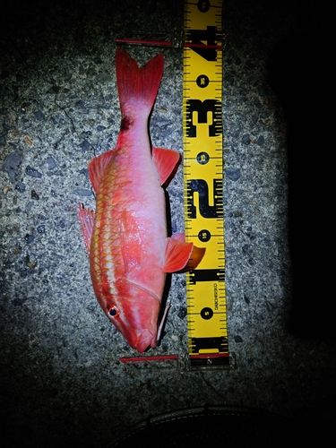 ホウライヒメジの釣果