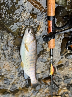 ヤマメの釣果