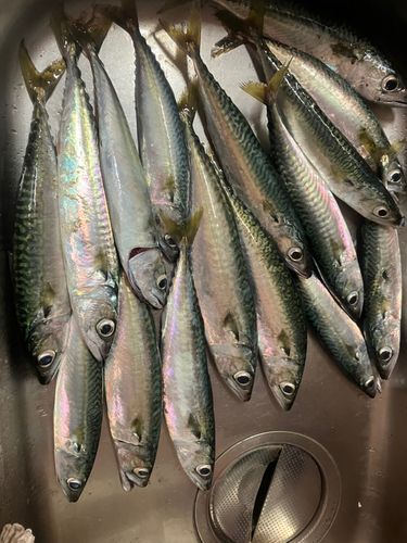 サバの釣果