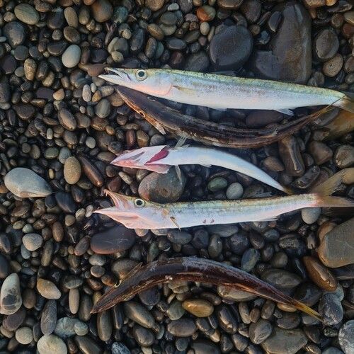 アカカマスの釣果