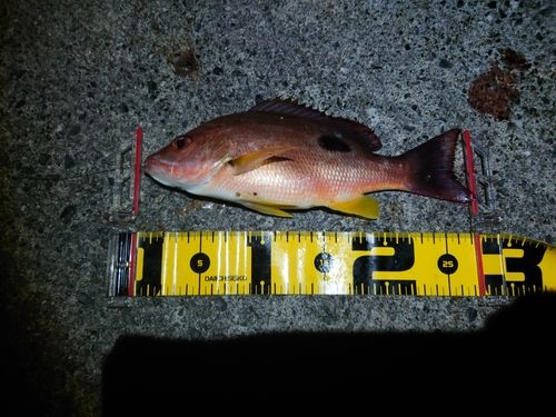 クロホシフエダイの釣果