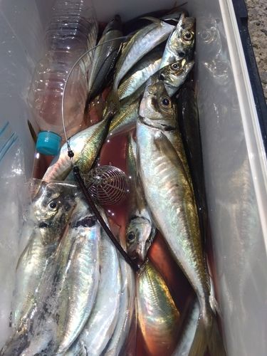 マアジの釣果