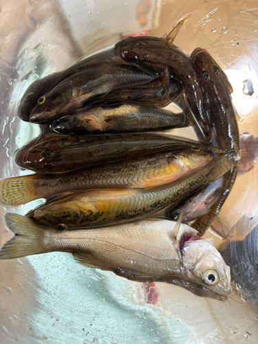 ハゼの釣果