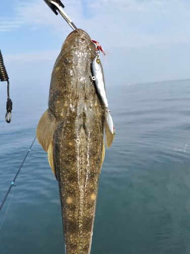 マゴチの釣果