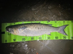 ボラの釣果