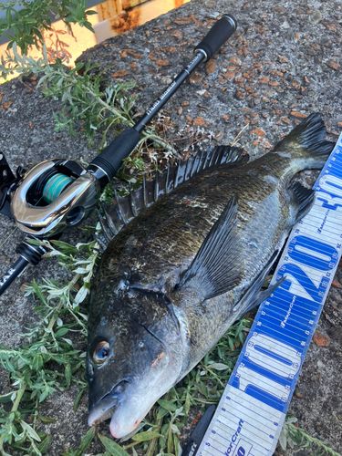 クロダイの釣果