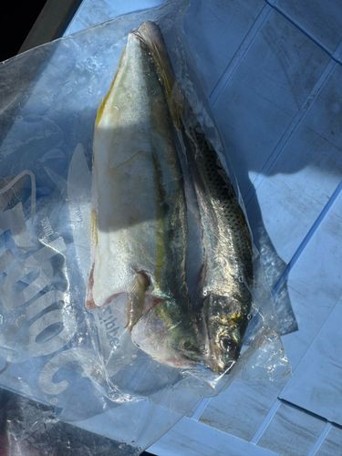 ワカシの釣果