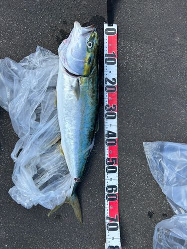 ブリの釣果
