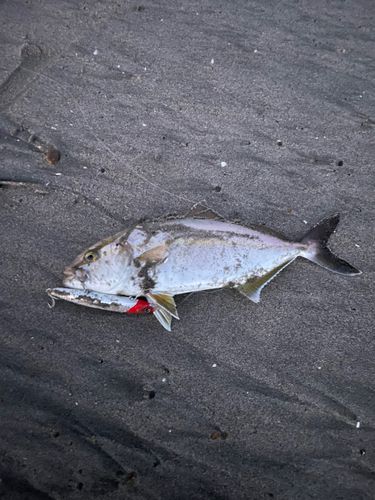ショゴの釣果