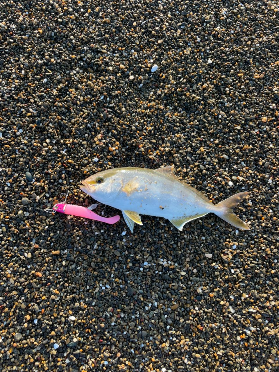 ショゴ