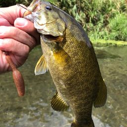 スモールマウスバス