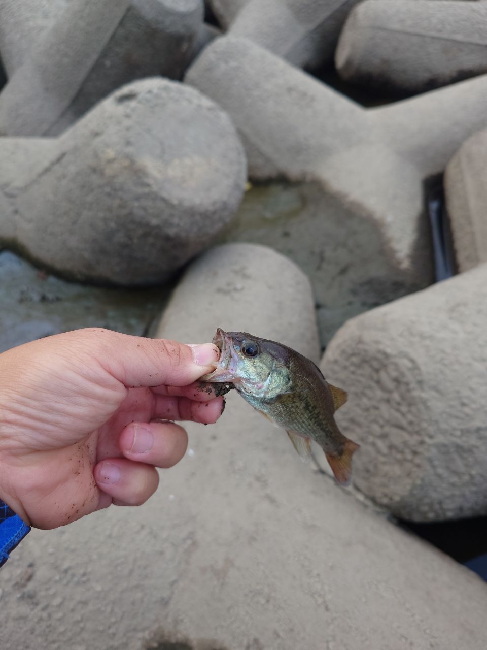 ラージマウスバス