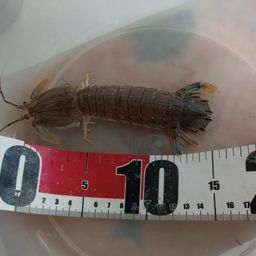 シャコ